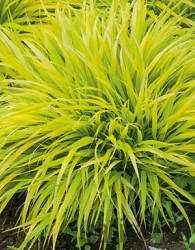 Okrasna japonska trava (hakonechloa macra)
