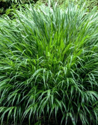 Okrasna japonska trava Greenhills (hakonechloa macra)