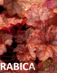 Hojhera Arabica (Heuchera world caffe) 