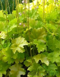 Hojhera Lime Americano (Heuchera world caffe) 