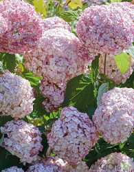 Hortenzija Candybelle Bubblegum (Hydrangea arborescens)