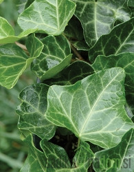 Navadni bršljan Thorndale (Hedera Helix)