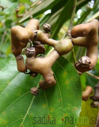 Hovenia dulcis - japonsko rozinovo drevo