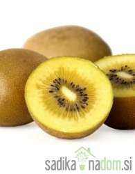 Kivi Sinensis Golden Kiwi