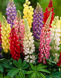 Okrasna lupina/ volčji bob (lupinus polyphyllus)