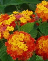 Lantana (Lantana sp.)