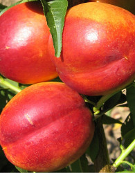 Nektarina Flavour top