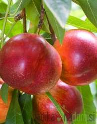 Nektarina Fantazija - ENA NAJBOLJŠIH