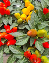 Okrasna paprika (capsicum annuum)