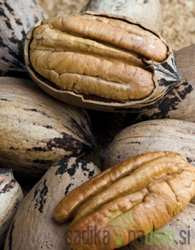 Oreh pekan / pecan Kiowa