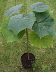 Pavlovnija / Paulownia