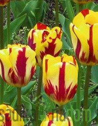 Tulipan Helmar