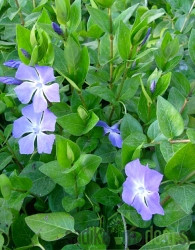 Veliki zimzelen (Vinca major)