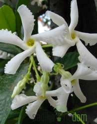 Zvezdasti jasmin (Rhyncospermum Jasminoides)