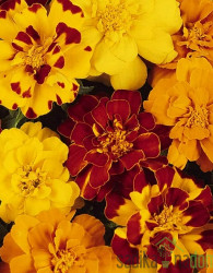 Žametnica (tagetes patula)