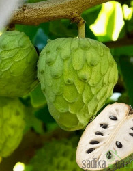 Čerimoja (annona cherimola)