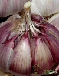 Čebulček Česen Morado de Cuenca