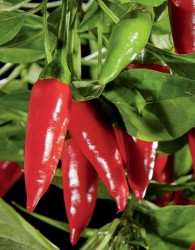 Feferon čili Jalapeno XXL