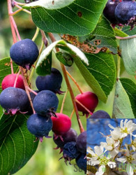 Šmarna hrušica Lamarckii