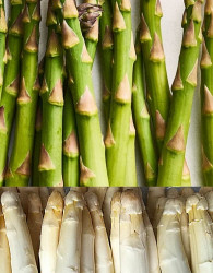 Špargelj Gijnlim - že roden (CENA ZA 10 KOM)