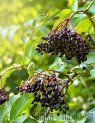Bezeg Črni Sampo (Sambucus)