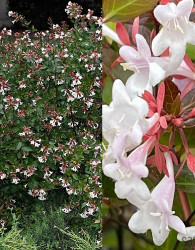 Abelia grandiflora 