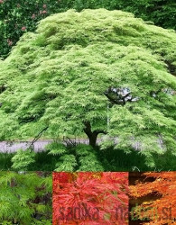 Acer palmatum Emerald Lace - Pahljačasti javor