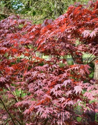 Javor japonski Trompenburg (Acer japonicum)
