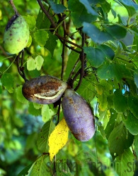Akebija / Akebia Trifoliata