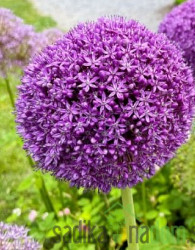 Okrasna čebula Allium Gladiator