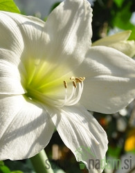 Amarilis