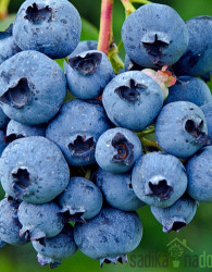 Ameriška borovnica Bonus