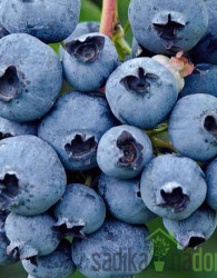 Ameriška borovnica Herbert