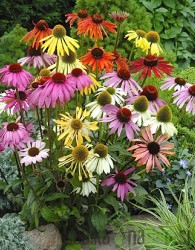 Ameriški slamnik (echinacea purpurea)