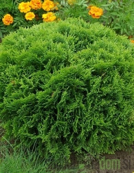 Ameriški klek Danica (Thuja Occidentalis)