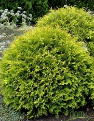 Ameriški klek Golden Globe (Thuja Occidentalis)