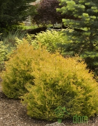 Ameriški klek Rheingold (Thuja Occidentalis)