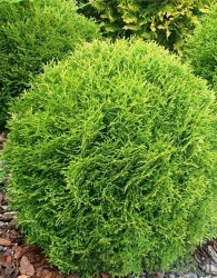 Ameriški klek Tiny Tim (Thuja Occidentalis)