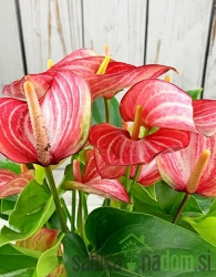 Flamingovec (Anthurium andraeanum) Livium