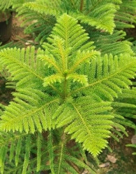 Sobna smreka (Araucaria heterophylla)
