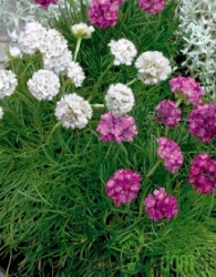 Jutranja zarja (Armeria Morning Star)