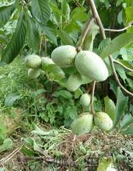 Asimina Overleese