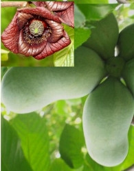 Asimina Rebecca`s gold - SAMOOPLODNA