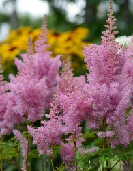 Vrtna kresnica ( Astilbe chinensis) Pumila