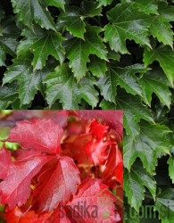 Navadna vinika Diamond Mountains (Parthenocissus tricuspidata)