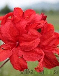 Azaleja listopadna Knaphill Red (Azalea Knaphill)