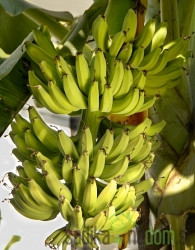 Banana zimotrdna Tropicana
