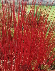 Dren beli Sibirica Variegata (Cornus alba)