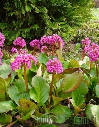 Bergenija (Bergenia cordifolia)