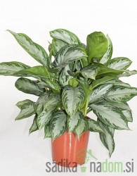 Betičnik - Aglaonema Silver Bay